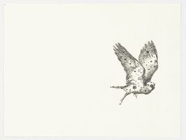 /images/benson/fBenson07-vogelMd-150607_0046-800-th.jpg Simon Benson, ''(Singing) Bird'', 2007, potlood/papier, 0.40 x 0.30 m.
PHŒBUS•Rotterdam