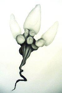 Joost Benthem, ''Orchidee'', 2007, as op papier, 70 x 50 cm.
PHŒBUS•Rotterdam