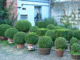 /images/bandau/fBandau06-attuinb-P1_1D60D9-th.jpg buxusstruiken, voor het atelier van Joachim Bandau
PHŒBUS•Rotterdam