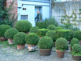 buxusstruiken, voor het atelier van Joachim Bandau
PHŒBUS•Rotterdam