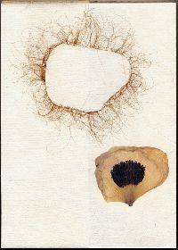 Marian Bijlenga, 'Holes in Hair', uit leporello (1), 2004
PHŒBUS•Rotterdam