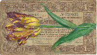 Hanna von Goeler, 'Tulip mania': In the style of Jacob Marrel (1614-1681), 2021, gouache and water color on circa 1938 Dutch paper currency (Zilverbon), 128 x 73 mm.
PHŒBUS•Rotterdam