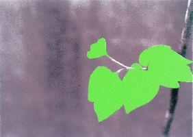 Toshiya Kobayashi, 'Leaves', 2005, acryl op foto 13 x 18 cm.
PHŒBUS•Rotterdam
