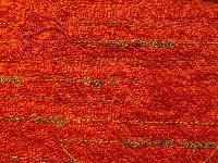 Regula Maria Müller, 'Tulpenrok', 2022, katoen en zijde geweven, geborduurde zijde,

detail met tulpennamen 'witte marelie', 'argus', 'non parelije', 'admiraal bogers'
PHŒBUS•Rotterdam