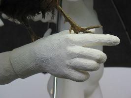 Pjotr Müller, detail uit het werk 'De hand van de maker', 2006,

gips en poot van een opgezette fazant
PHŒBUS•Rotterdam