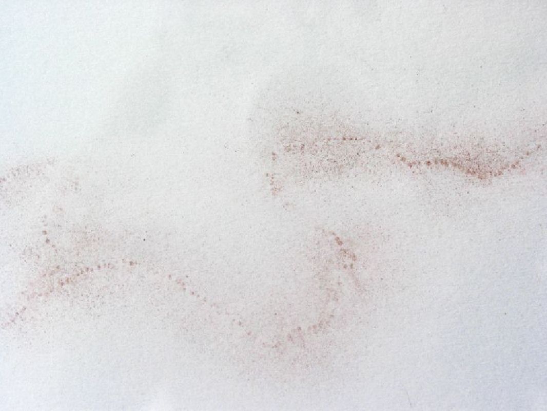 detail van een werk, pigment op papier; het pigmentpoeder is aangebracht
m.b.v. een papier waarin een tekening was geperforeerd
PHŒBUS•Rotterdam detail van een werk, pigment op papier; het pigmentpoeder is aangebracht
m.b.v. een papier waarin een tekening was geperforeerd
PHŒBUS•Rotterdam