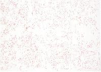 George le Roy, tekening in rode ballpoint op papier, 1 x 0.70 m., in lijst
PHŒBUS•Rotterdam