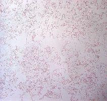 George le Roy, tekening in rode ballpoint op papier, 1 x 0.70 m. [detail]
PHŒBUS•Rotterdam