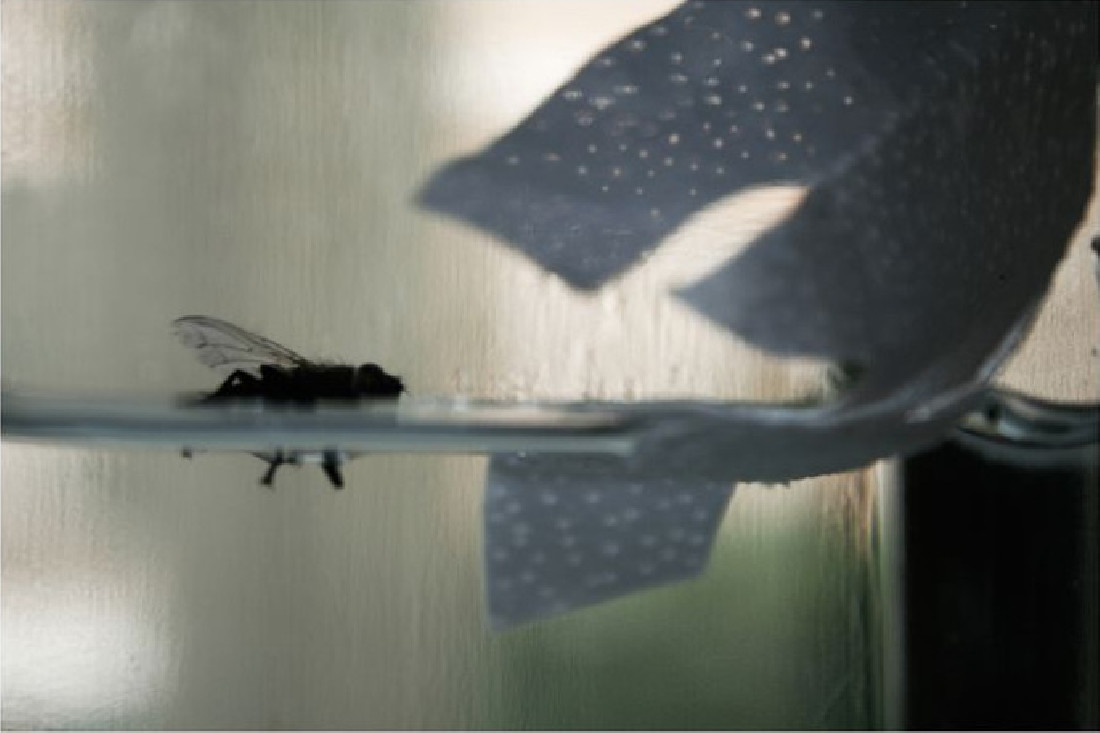 Amparo Sard, z.t. [Fly and broken boat] 2010, foto's, verschillende prints, opl...,

35 x 45 cm. incl. witrand.
PHŒBUS•Rotterdam