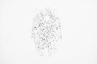 Amparo Sard, detail van het eerste deel van een geperforeerd papierreliëf (twee vliegen), 2007; uit een reeks van zeven werken waarin twee vliegen het dubbele zelfportret van Amparo Sard lijken te construeren, danwel - bij omgekeerde lezing - te consumeren; elk reliëf 32 x 46,5 cm.
PHŒBUS•Rotterdam