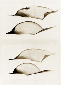Joost Benthem, z.t. 2010, tekening in as op papier, 0.70 x 0.50 m.
PHŒBUS•Rotterdam