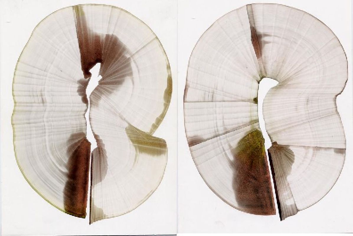 Eva-Maria Schön, tweedelig werk, 1997, aquarel met paletmes op papier aangebracht,
samen 25 x 40 cm
PHŒBUS•Rotterdam Eva-Maria Schön, tweedelig werk, 1997, aquarel met paletmes op papier aangebracht,
samen 25 x 40 cm
PHŒBUS•Rotterdam