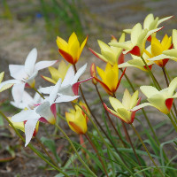 tulipa clusiana mixta 
PHŒBUS•Rotterdam